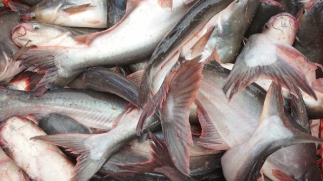 Viral, Mancing di Danau Lido Dapat Ikan Patin Segede Kambing, Netizen: Biarkan Hidup Jangan Mati di Penggorengan