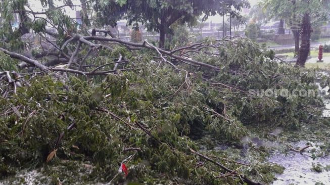 Jogja Hujan Es Disertai Angin Kencang, Pohon Tumbang dan Rumah Rusak