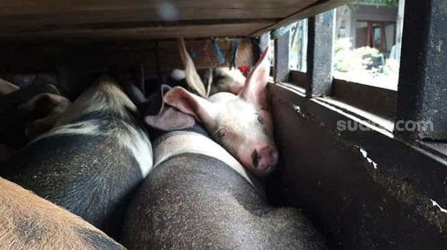 Cegah ASF, 35 Babi Tak Disertai Dokumen Kesehatan Diamankan BKP Cilegon