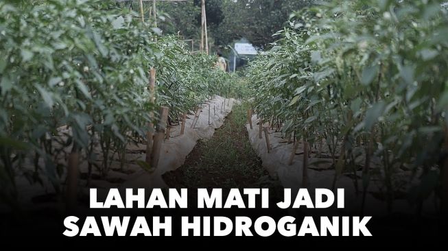 Covid-19: Manfaatkan Lahan Mati dan Bercocok Tanam Secara Hidroganik