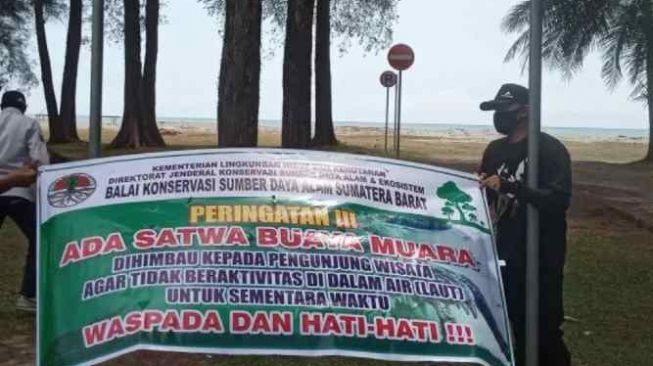 Buaya Muncul di Pantai Gasan Pariaman, Warga Diminta Waspada
