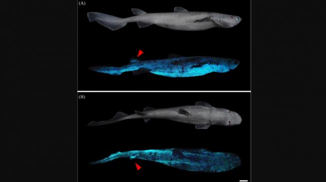 Penampakannya Bikin Bingung, Ilmuwan Temukan Hiu Bersinar dalam Gelap