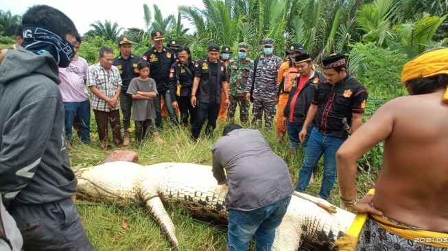 Tragis, Jasad Anak 8 Tahun di Kutai Timur Ditemukan Tewas Dalam Perut Buaya