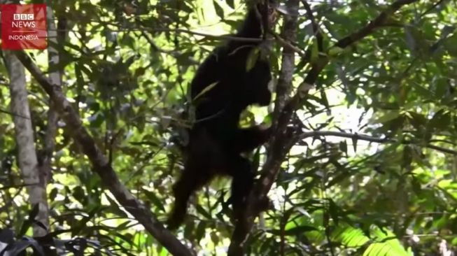 Nenuah, Kisah Orang Utan yang Dilepasliarkan ke Hutan Kalimantan