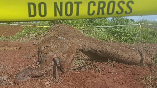 Bangkai gajah Sumatera (Elephas maximus sumatrensis) yang mati di kawasan Hutan Desa Alue Meuraksa, Kecamatan Teunom, Kabupaten Aceh Jaya, Aceh. Jumat (5/3/2021).  ANTARA FOTO/Syifa Yulinnas