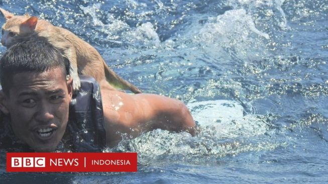 Aksi Penyelamatan Empat Kucing dari Kapal yang Terbakar