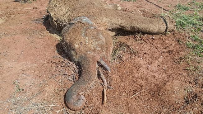 Bangkai gajah Sumatera (Elephas maximus sumatrensis) yang mati di kawasan Hutan Desa Alue Meuraksa, Kecamatan Teunom, Kabupaten Aceh Jaya, Aceh. Jumat (5/3/2021).  ANTARA FOTO/Syifa Yulinnas