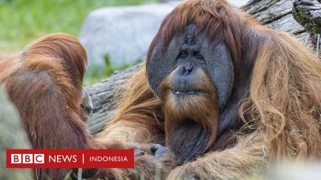 Covid Jangkiti Gorila, Vaksin Eksperimen Diberikan kepada Kera-kera Besar