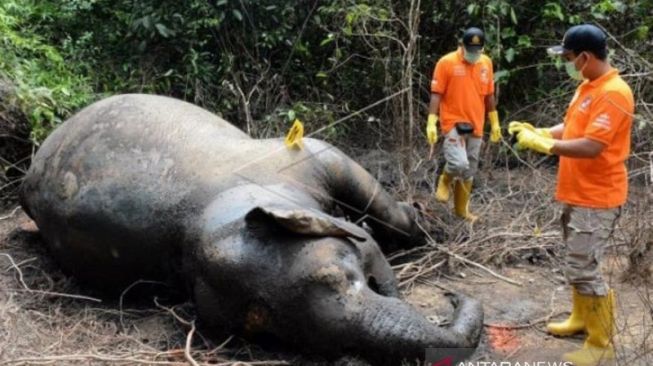 Duhh! Kian Berkurang, Seekor Gajah Liar Ditemukan Mati di Aceh Jaya