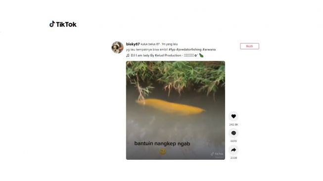 Ikan Arwana di selokan bikin mikir cuan. [TikTok]