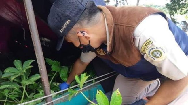 15 Ribu Bibit Porang Asal Lebak Dikirim ke Sumatera