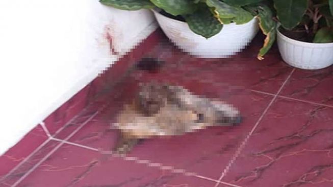 Terekam CCTV, Peneror Kepala Anjing di Rumah Pejabat Kejati Riau Diburu