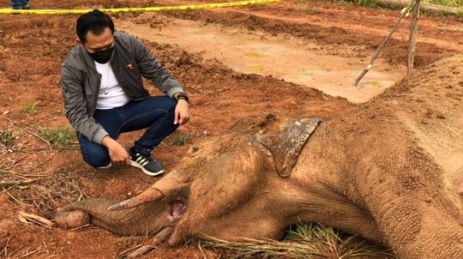 BKSDA Sebut Infeksi Bekas Jeratan Sebabkan Gajah di Aceh Jaya Mati