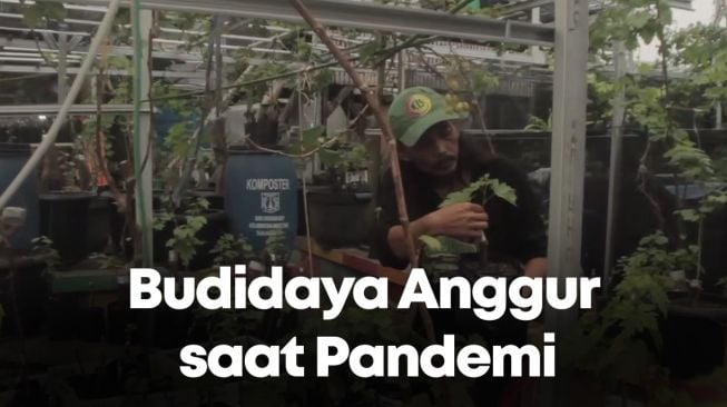 Pandemi: Berkah Manis Budidaya Anggur