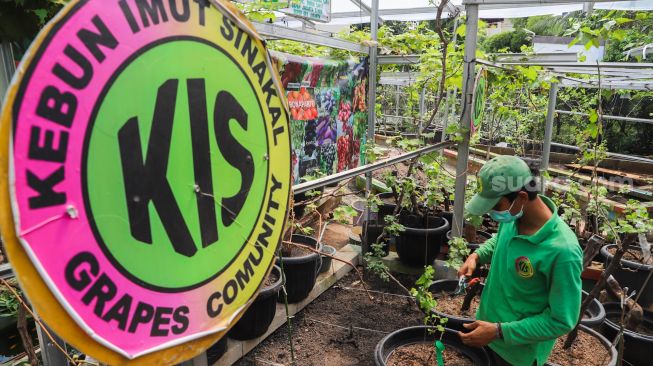 Petani Anggur merawat tanaman Anggur di Kebun Imut Si Nakal di Duren Sawit, Jakarta Timur, Sabtu (6/3/2021). [Suara.com/Alfian Winanto]