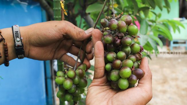 Petani Anggur merawat buah Anggur di Kebun Imut Si Nakal di Duren Sawit, Jakarta Timur, Sabtu (6/3/2021).[Suara.com/Alfian Winanto] 