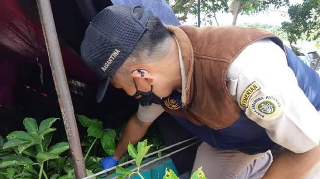 Lolos Sertifikasi, 15 Ribu Bibit Porang Asal Lebak Dikirim ke Sumatera