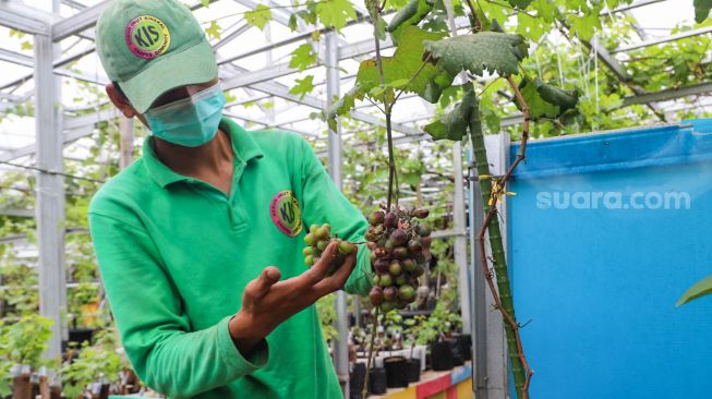 Petani Anggur merawat buah Anggur di Kebun Imut Si Nakal di Duren Sawit, Jakarta Timur, Sabtu (6/3/2021). [Suara.com/Alfian Winanto]