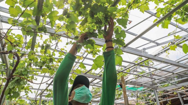 Petani Anggur merawat tanaman Anggur di Kebun Imut Si Nakal di Duren Sawit, Jakarta Timur, Sabtu (6/3/2021). [Suara.com/Alfian Winanto]