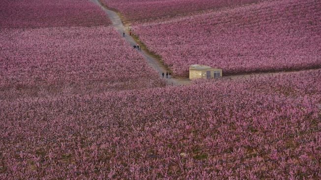 Orang-orang berjalan di sepanjang jalan melintasi kebun pohon persik yang mekar di Aitona, Catalunya, Spanyol, pada (5/3/2021). [Pau BARRENA / AFP]