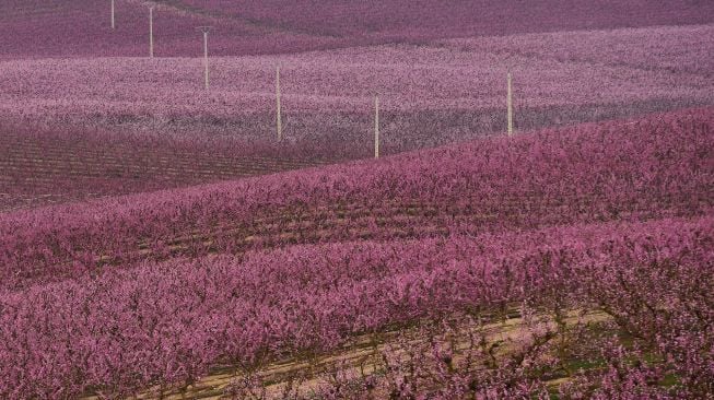 Pohon persik yang sedang mekar digambarkan di sebuah kebun di Aitona, Catalunya, Spanyol, pada (5/3/2021). [Pau BARRENA / AFP]