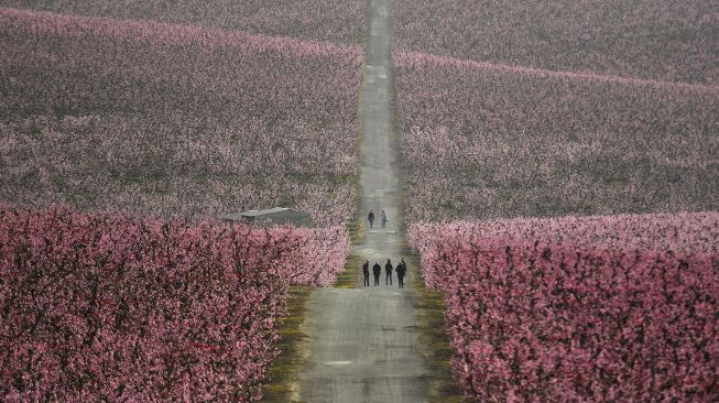 Orang-orang berjalan di sepanjang jalan melintasi kebun pohon persik yang mekar di Aitona, Catalunya, Spanyol, pada (5/3/2021). [Pau BARRENA / AFP]