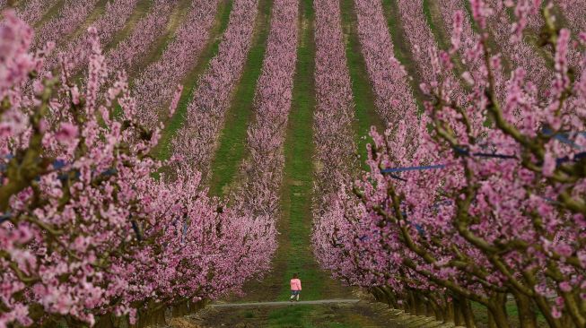 Seorang anak berjalan di antara pohon yang mekar di kebun persik di Aitona, Catalunya, Spanyol, pada (5/3/2021). [Pau BARRENA / AFP]