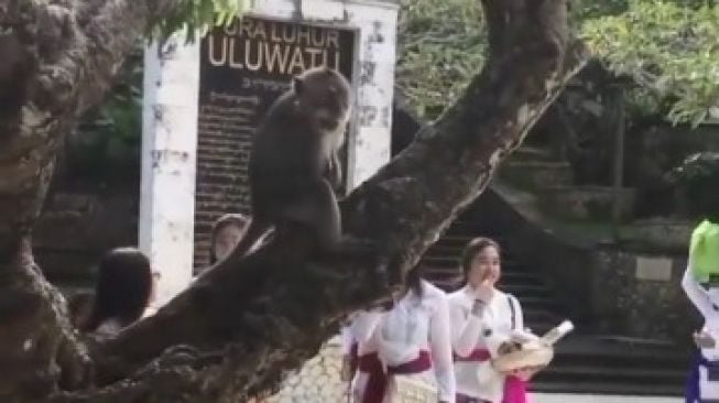 Viral Monyet Colong HP di Pura Luhur Uluwatu, Bikin Gemes atau Ngeselin?