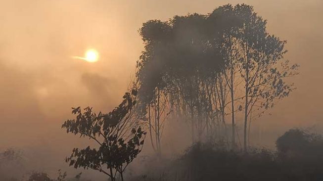 Lahan Terbakar di Siak Disebut Masuk Wilayahnya, PT TKWL Buka Suara