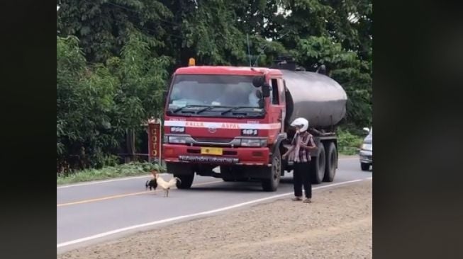 Duel ayam jago di tengah jalan bikin macet jalanan (TikTok)