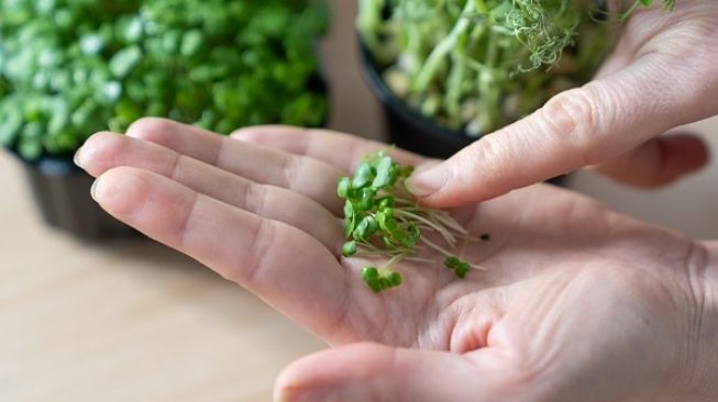 Microgreens, Sayuran Mungil tapi Penuh Nutrisi