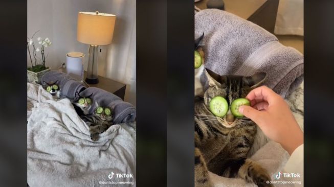 Viral Kucing Asyik Spa dengan Pemilik, Marah saat Diganggu (tiktok.com/@dontstopmeowing)