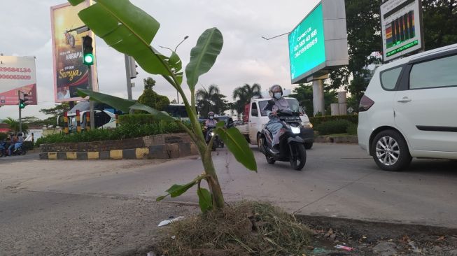 Lubang Bikin Jengkel, Warga Tanam Pohon Pisang di Jalan Ahmad Yani Cilegon