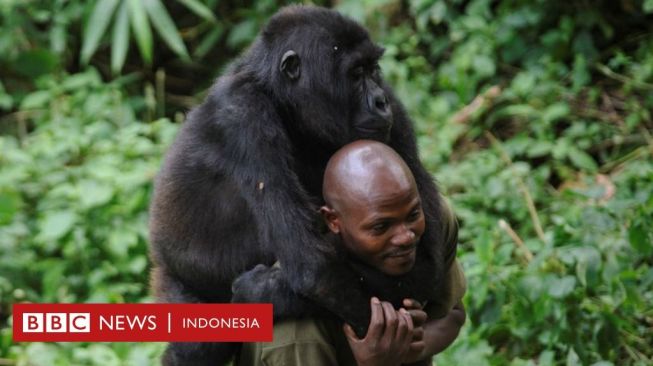 Bertaruh Nyawa Demi Lindungi Gorila: Kisah Penjaga Taman Nasional Virunga