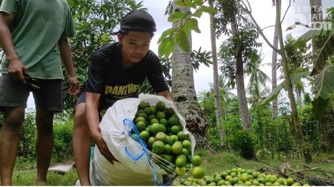 Dilema Pedagang Jeruk Nipis di Banyuwangi: Dibuang Sayang, Dijual Tak Laku