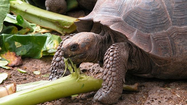 Kura-kura raksasa Galapagos. [Galapagos.org]