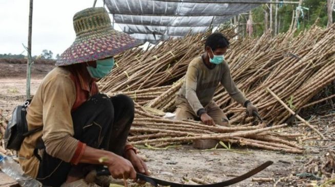 Menhan Prabowo Urus Singkong di Kalimantan Tengah: Hasilkan Banyak Turunan