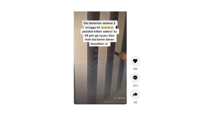 Warganet ini temukan anak kucing, reaksinya bikin mewek. [TikTok]