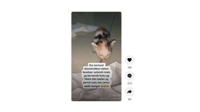 Warganet ini temukan anak kucing, reaksinya bikin mewek. [TikTok]