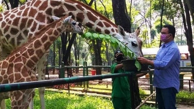 Ragunan Dibuka Lagi untuk Umum Mulai Sabtu Lusa, Khusus Warga KTP DKI