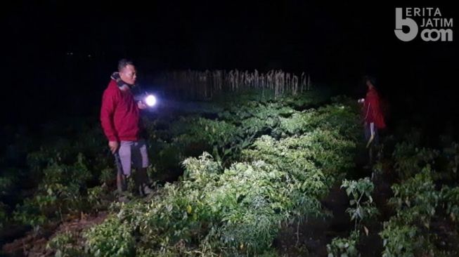 Cabai Mahal, Cerita Petani Cabai Patroli di Kebun Cegah Maling Datang