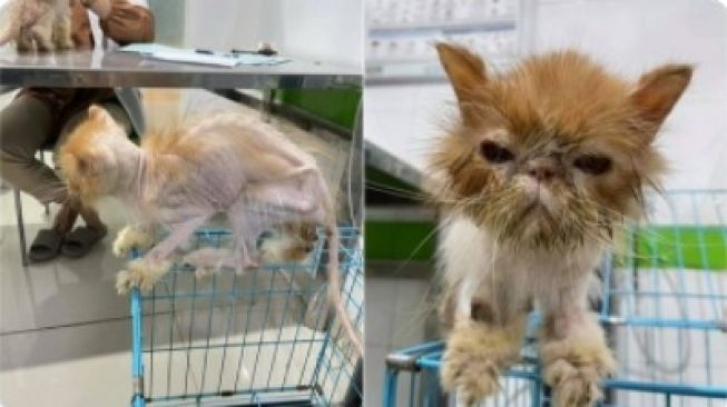 Viral Kucing Kurus Kering Tinggal Tulang Telantar di Penitipan Hewan