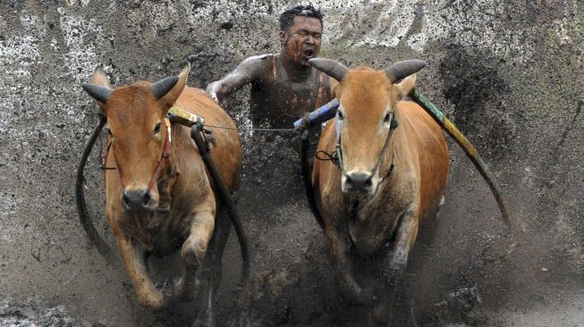 Joki memacu dua sapinya saat latihan Pacu Jawi di Nagari Cubadak, Kabupaten Tanah Datar, Sumatera Barat, Sabtu (13/3/2021). [ANTARA FOTO/Iggoy el Fitra]