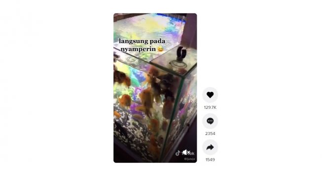 Reaksi ikan ketemu pemiliknya. [TikTok]