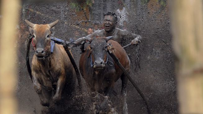 Joki memacu dua sapinya saat latihan Pacu Jawi di Nagari Cubadak, Kabupaten Tanah Datar, Sumatera Barat, Sabtu (13/3/2021). [ANTARA FOTO/Iggoy el Fitra]