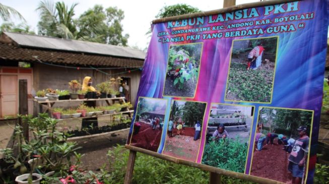 Kebun PKH Lansia Boyolali. (Dok. Kemensos)