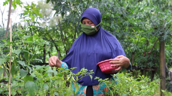 Kebun PKH Lansia Boyolali Jadi Sarana Rekreatif Kurangi Risiko Pikun