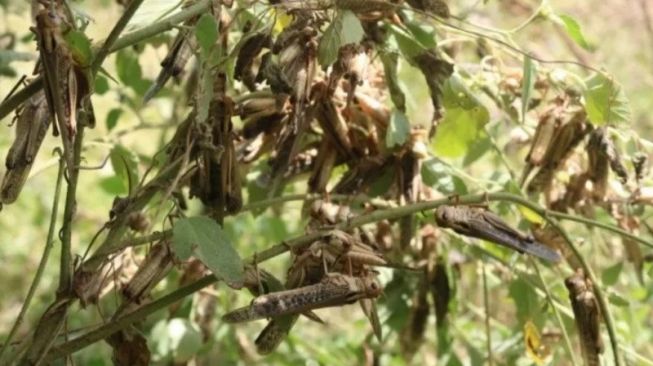 Petani Jagung Sumba Tengah Terancam Gagal Panen, Ini Penyebabnya