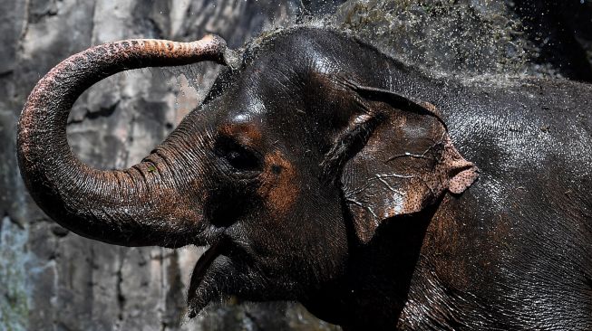 Seekor gajah membasuh kepalanya di Taman Margasatwa Ragunan, Jakarta Selatan, Sabtu (13/3/2021). ANTARA FOTO/Sigid Kurniawan