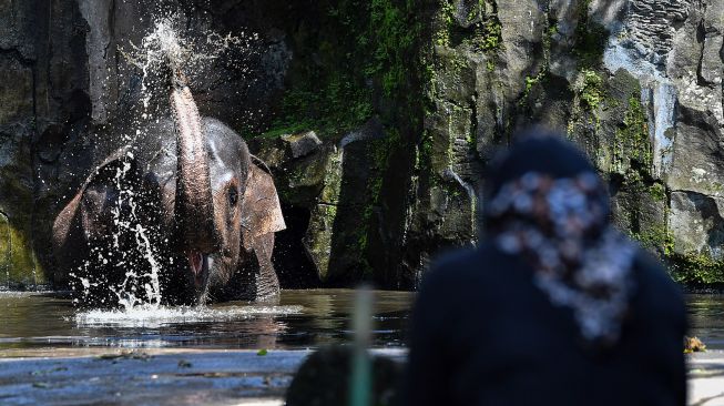 Pemprov DKI Buka Lagi Ragunan, Wagub Riza: Angka Covid-19 DKI Terus Turun